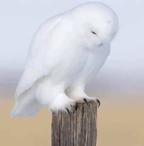 Meet your Posher, Linda